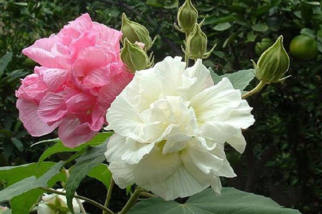 8 bài thuốc từ lá và hoa phù dung